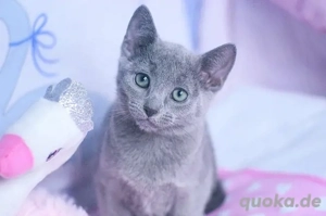 Russisch Blau-Kätzchen   Rüde