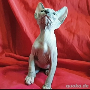 Sphynx-Kätzchen   Weiblich