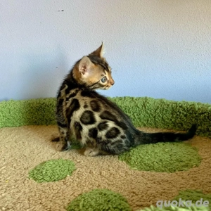 Bengal-Kätzchen