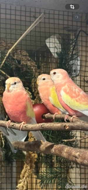 1 Paar Bourkesittiche In Wildfarbe & Rubino (ino) 