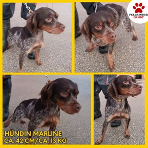 Marline Bretonen Mischlingshündin Mischling Hündin Beretone Jagdhund sucht Zuhause oder Pflegestelle
