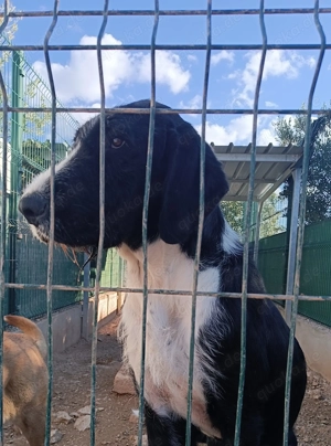 Tom großer, freundlicher Mischlingsrüde Mischling Rüde sucht Zuhause oder Pflegestelle Bild 3