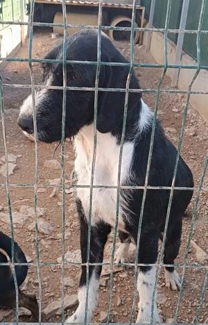 Tom großer, freundlicher Mischlingsrüde Mischling Rüde sucht Zuhause oder Pflegestelle Bild 5