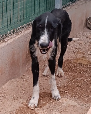 Tom großer, freundlicher Mischlingsrüde Mischling Rüde sucht Zuhause oder Pflegestelle Bild 2