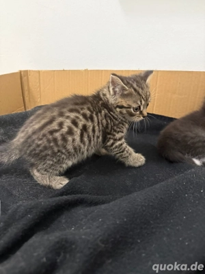 Bkh - Ekh Mix Kitten