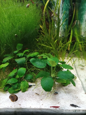  schöne Anubias nana Zwergspeerblatt