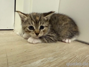 Bkh - Ekh Mix Kitten