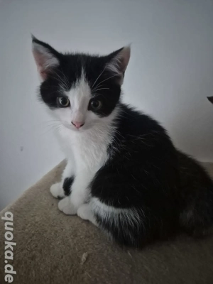 Britisch Kurzhaar Kater