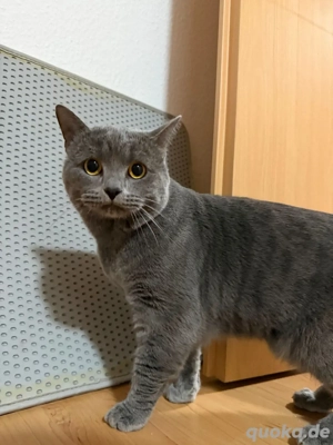 Britisch Kurzhaar Kater