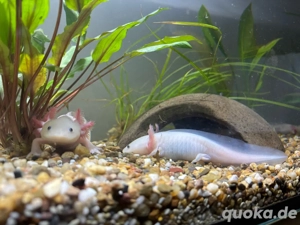 Axolotl weißling 