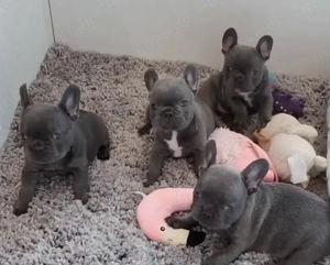 Französische Bulldoggen Welpen 
