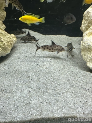 Synodontis lucipinnis  Kukukswelse 