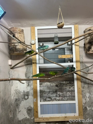 Katharinasittiche abzugeben 