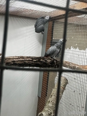 Suche 1,1 Graupapageien