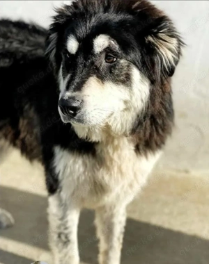 Haky sucht ein Zuhause für immer