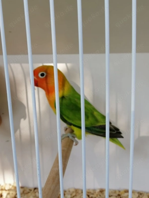 Gebe schöne junge Pfirschköpfchen ab Bild 2