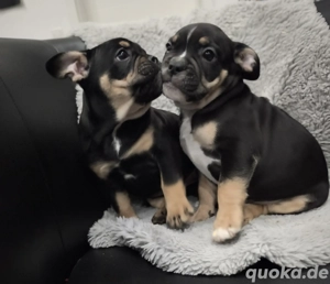 Alternativ Bulldoggen F1