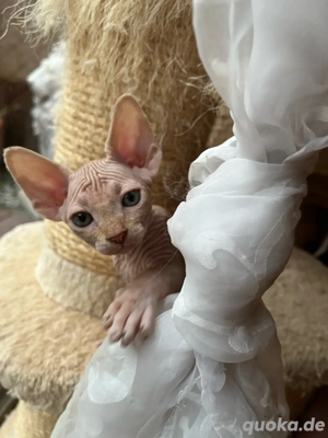 Canadian Sphynx Junger aprikogold 