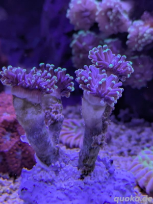 Euphyllia LPS Koralle Meerwasser 