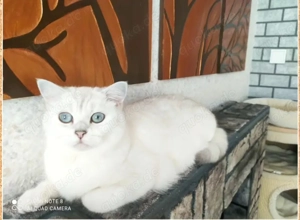 Reinrassige BKH Katze mit Stammbaum 