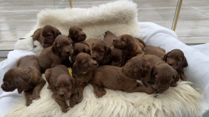 Irish Setter Welpen, VDH Zucht