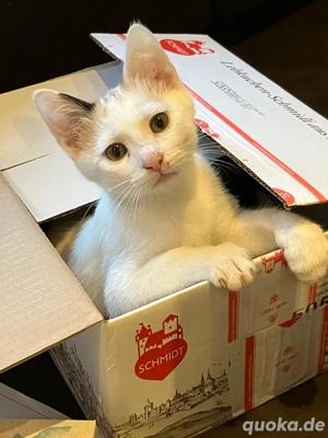 Katzenweibchen abzugeben