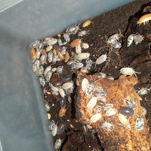 Asseln für das Terrarium Armadillidium Gestroi Porcellio Laevis Porcellionides Pruinosus