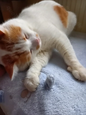 Huck, 2 jähriger Kater braucht Freigang