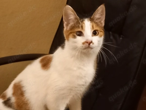 Nala, 9 Monate, ein kleiner Wirbelwind