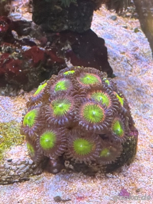 Zoanthus Sunny D Ableger 
