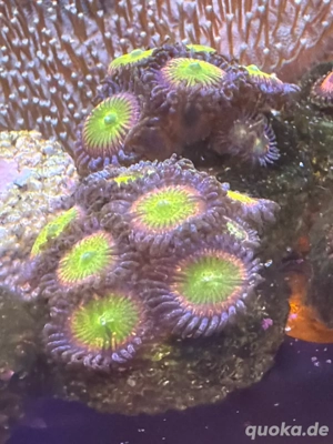 Zoanthus Sunny D Ableger  Bild 4