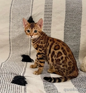 Eine zauberhafte Katze suchen eine liebevollen Familienanschluss