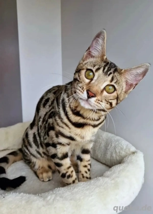 2 Bengal Katzen Tisha und Bengi - nur zusammen abzugeben
