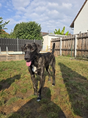 Schöner 1 jähriger Hütehund Rüde Bild 4