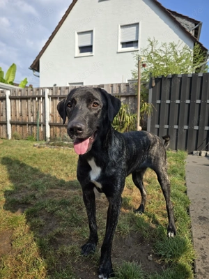 Schöner 1 jähriger Hütehund Rüde Bild 2