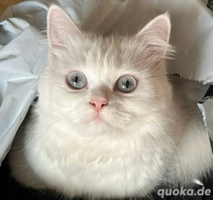 Perser-Mischlingskatze