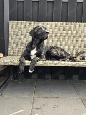 Schöner 1 jähriger Hütehund Rüde