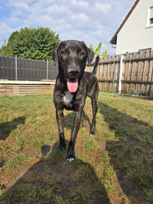 Schöner 1 jähriger Hütehund Rüde Bild 3