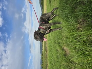 Schöner 1 jähriger Hütehund Rüde Bild 8