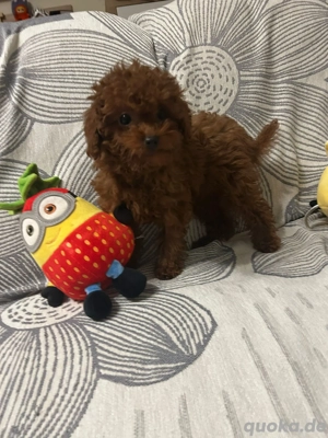 asiatische toypudel Mädchen 