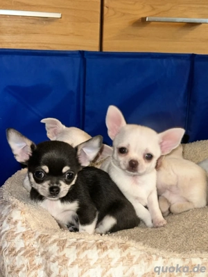 Chihuahua Welpen 