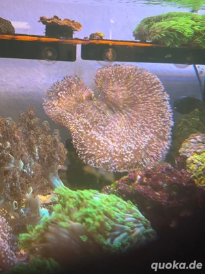 Große Pilzlederkoralle günstig abzugeben 