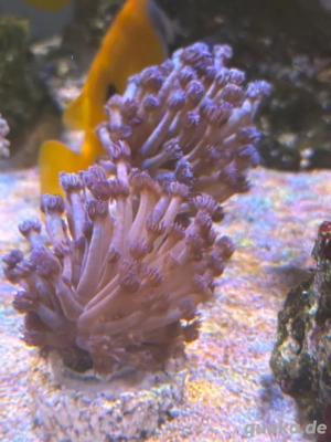 Goniopora Lila Ableger 