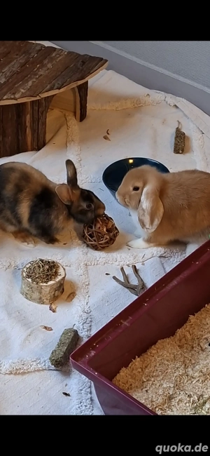 2 Zwergkaninchen Weibchen 