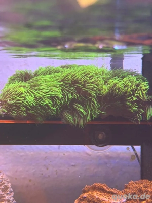 Affenhaar Briareum Hamrum Ableger