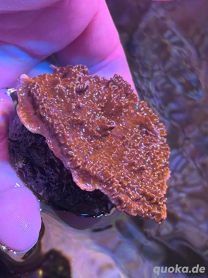 Schöner Montipora Rot Ableger 