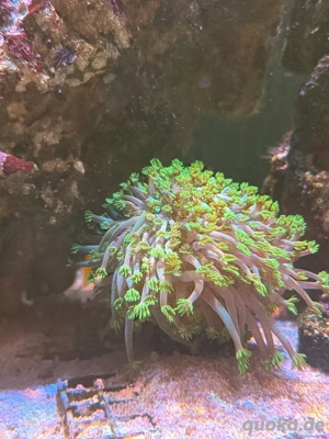 Alveopora Ableger 