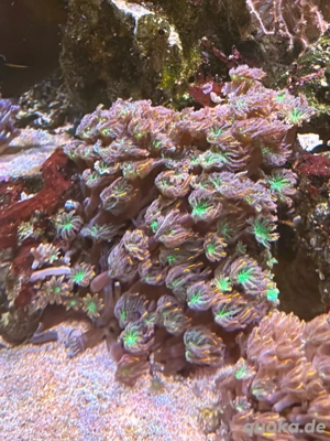 Calvularia Tricolor Ableger