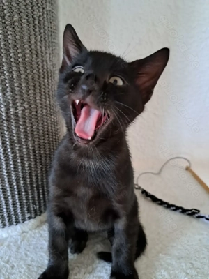 Abholbereit!Noch 1 seltener Bengal Kater, Melanistic! 