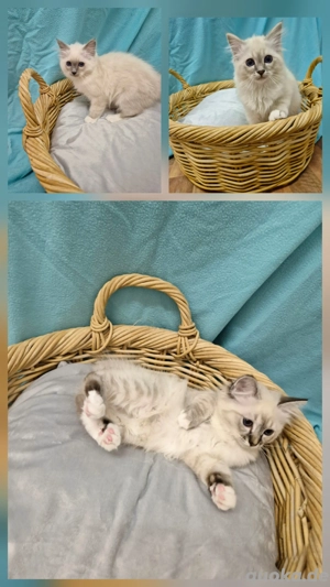 Heilige Birma Kitten